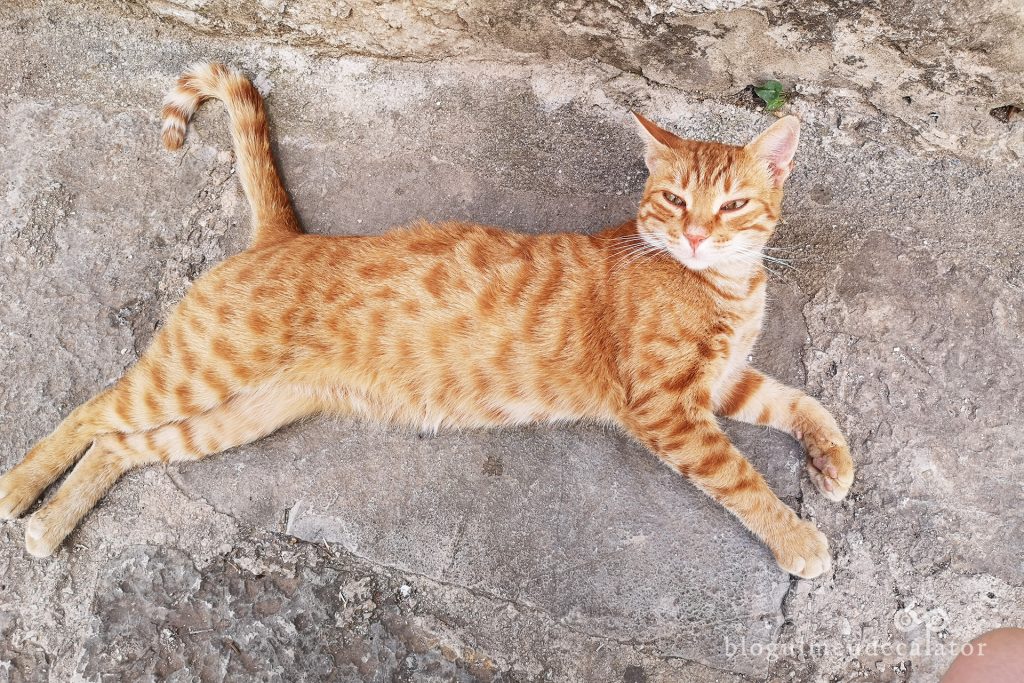 pisica lenesa in Perast, Muntenegru