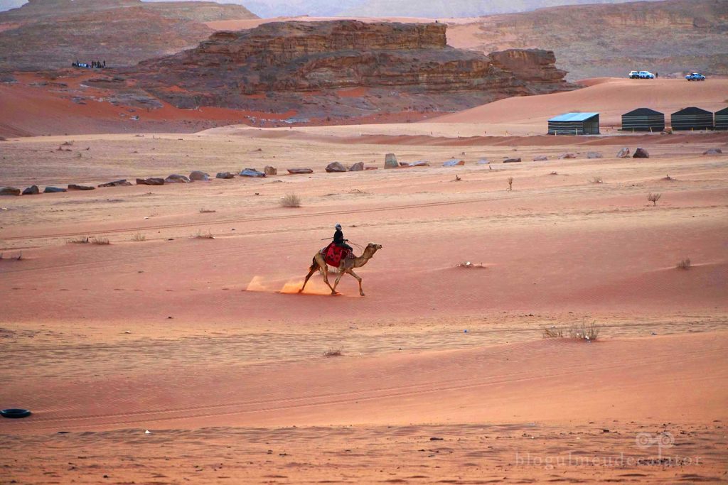 camila în Deșertul wadi Rum